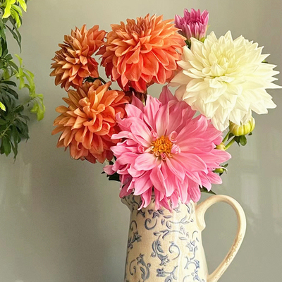 大丽花鲜切花鲜花宝熠花卉云南基地直发室内水养插花白色鲜花速递