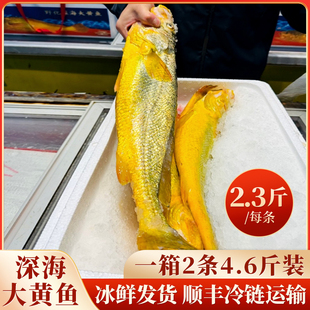 【礼盒装】深海大黄鱼特大2.3-2.5斤特大黄鱼送礼佳品野化大黄鱼