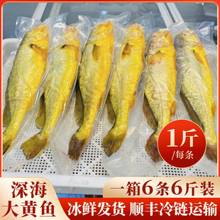 【礼盒装】深海大黄鱼1斤/条特大黄鱼送礼佳品野化大黄鱼