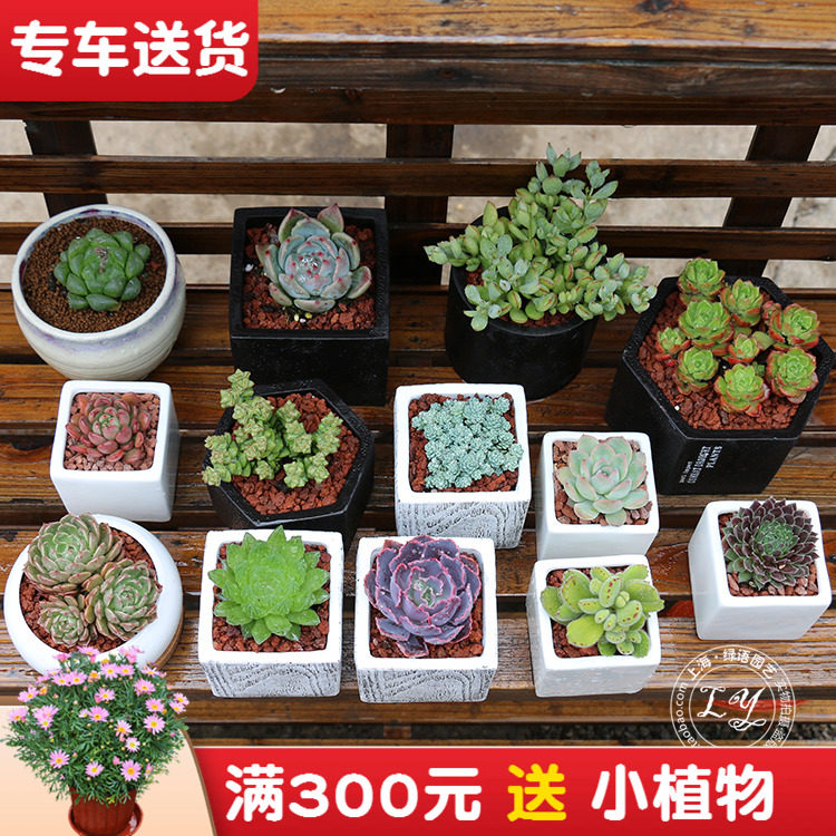 迷你多肉植物 办公室桌面阳台绿植盆栽 花卉肉肉植物红宝石蒂亚等