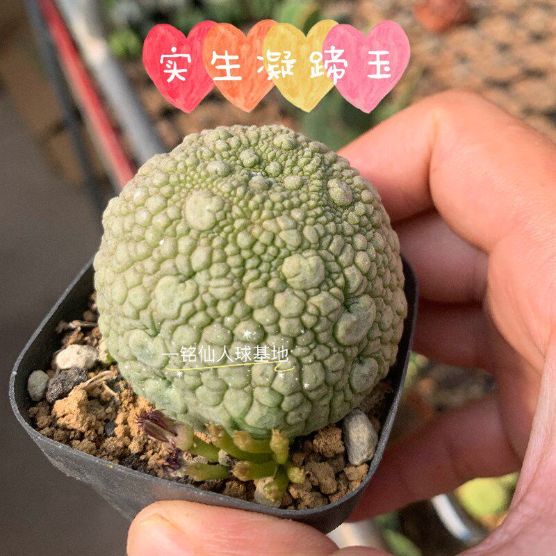 凝蹄玉 佛头玉 萝藦科 方蹄玉 盆栽绿植珍贵稀有品种多肉植物