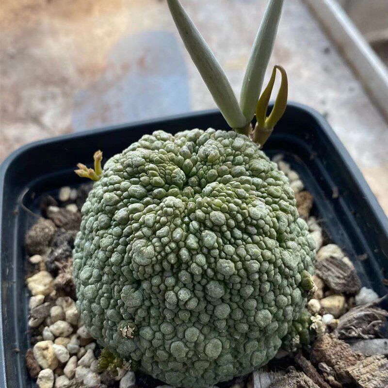 凝蹄玉 实生根 萝藦科稀有奇趣多肉植物