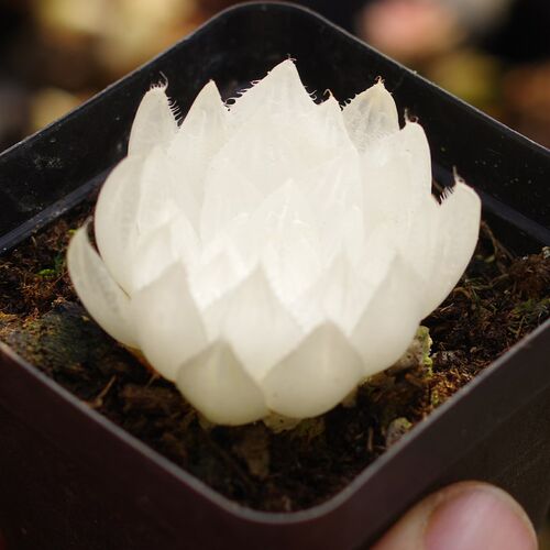 白莲花玉露锦高档药锦多肉植物稀有贵货室内阳台防辐射盆栽花绿植