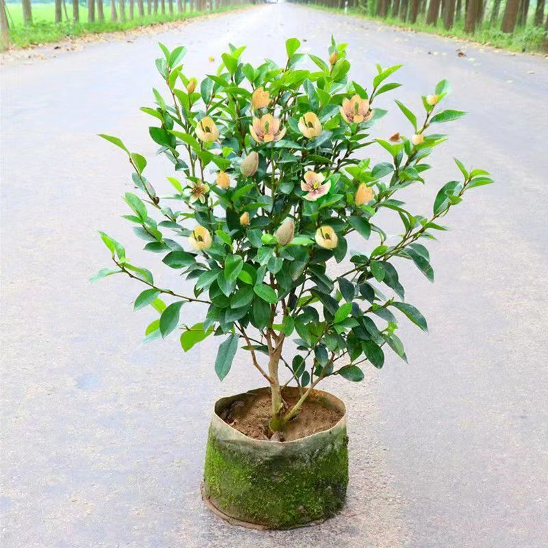 含笑花盆栽树苗带花苞浓香型花卉室内外阳台庭院地栽四季开花耐寒