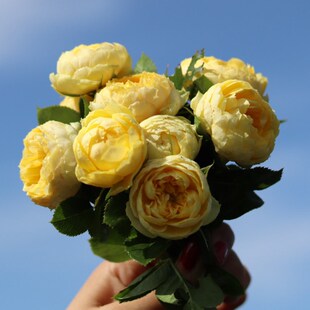 阳台庭院花卉植物盆栽苗 金丝雀大花微月丰花勤花月季 海蒂 花园