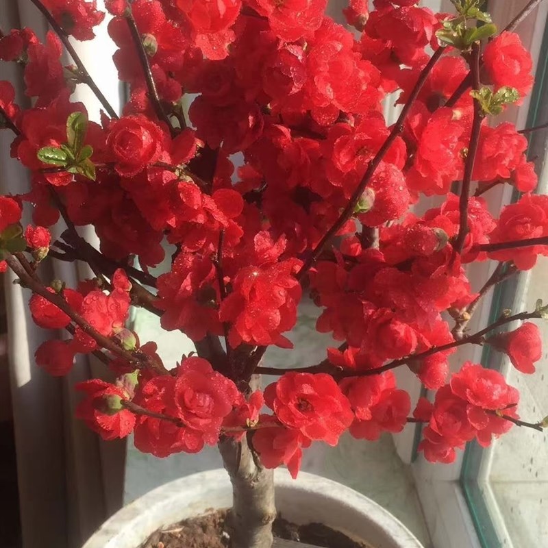木本海棠花多品种盆栽庭院花卉耐热耐寒四季栽种绿植盆景老桩