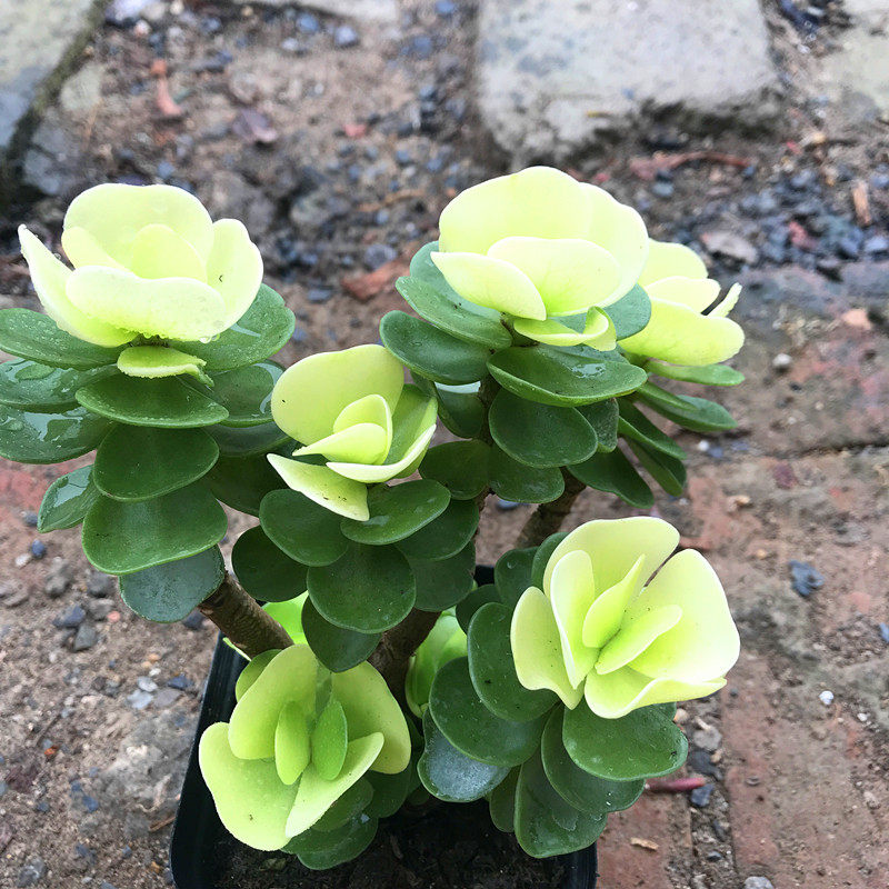 多肉故事馆/多肉植物【花叶金钱木】带塑料盆栽好/防辐射精品.