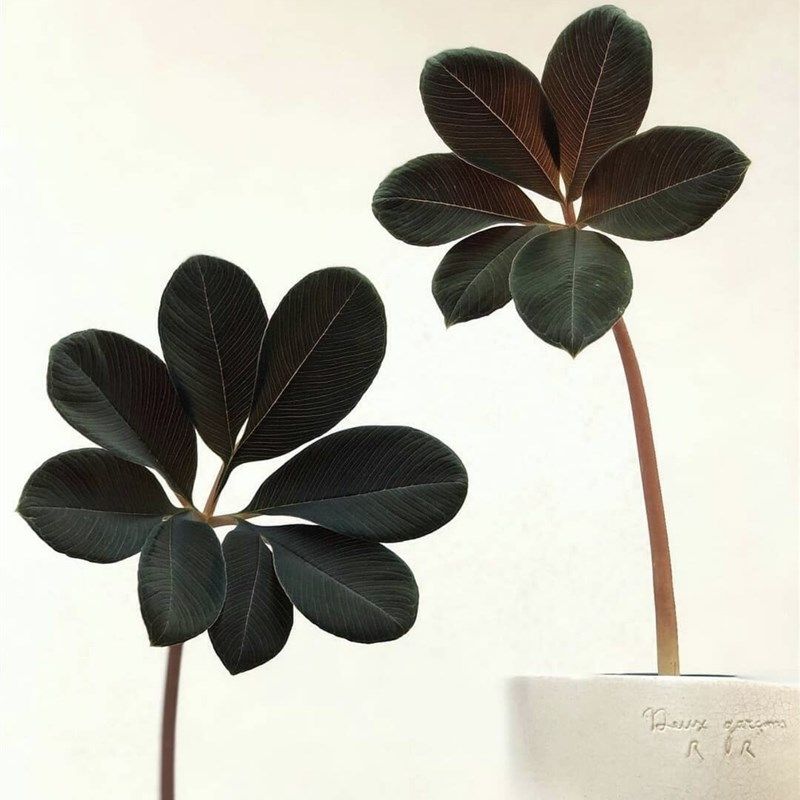紫魔芋 稀有块根植物 室内植物盆栽 阳台办公桌 茶桌