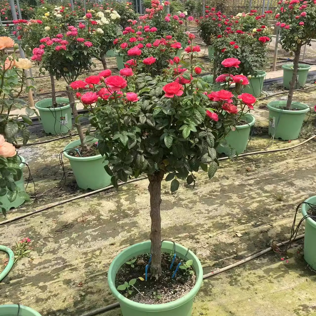 绝色果汁又名樱桃果汁四季开花