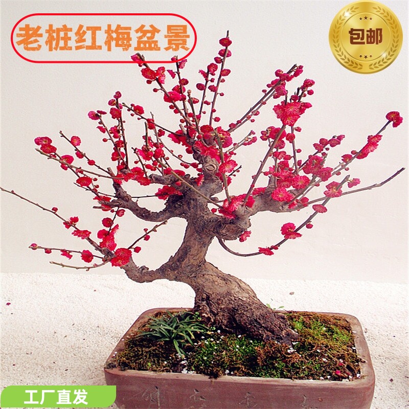 室内茶艺客厅老桩年份红梅盆景