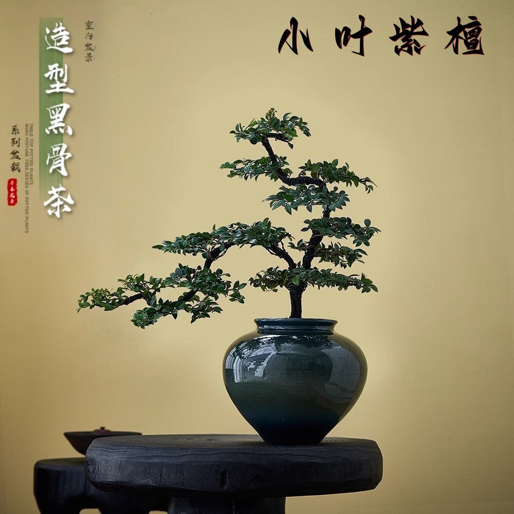 高端黑骨茶瓷小叶紫檀盆景植物盆栽茶桌室内客厅绿植四季好养送礼