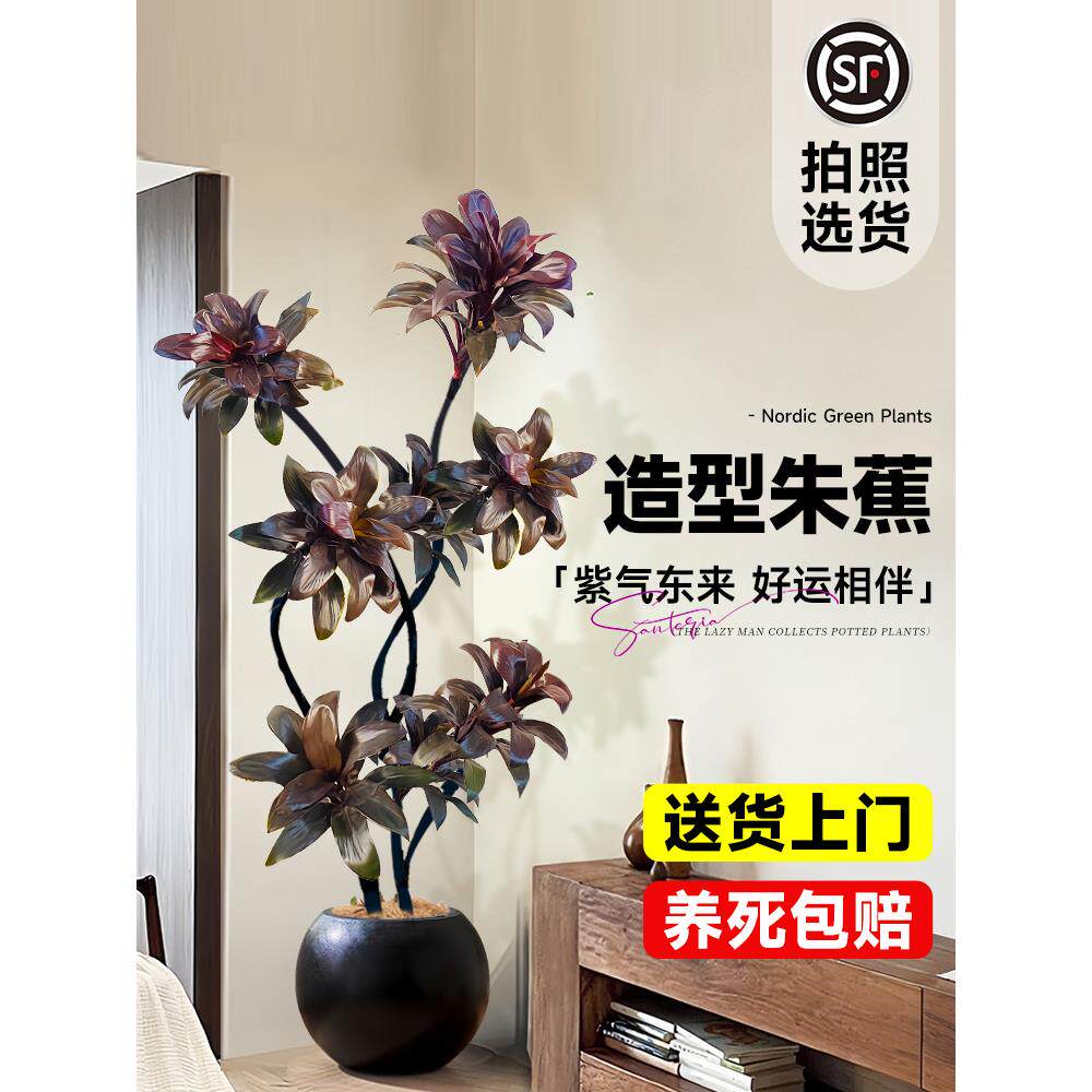 大型绿植娃朱蕉盆栽紫气东