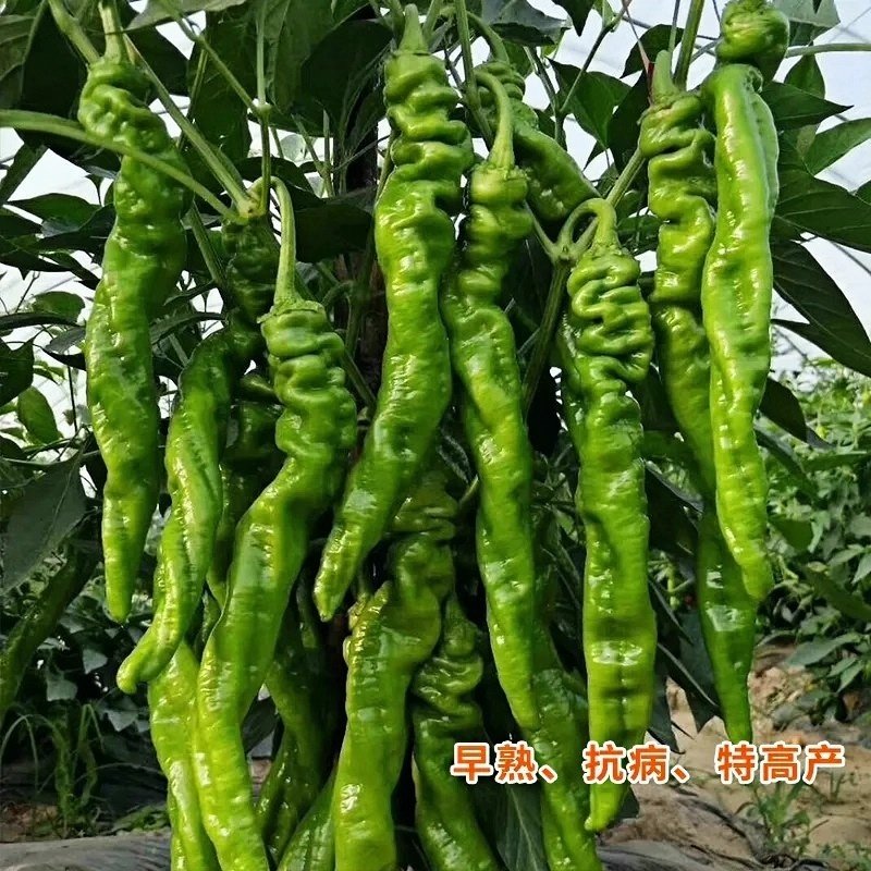 螺丝椒辣椒苗高产香辣特大辣椒种籽螺丝椒薄皮南方盆栽蔬菜苗秧