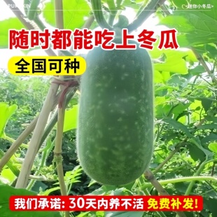 春季冬瓜苗蔬菜苗幼苗冬瓜秧苗黑白青皮巨型特大四季种子籽农家室