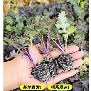 四季 蔬菜苗 可食用绿羽衣甘蓝苗绿紫羽衣粉羽衣甘蓝秧苗种籽春季