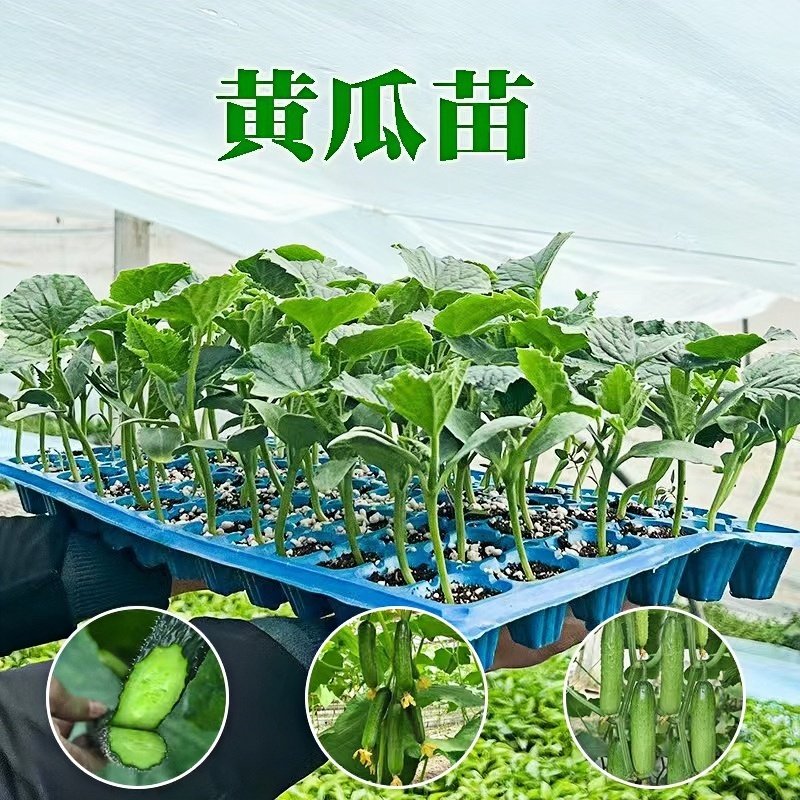 荷兰无刺水果黄瓜种子苗小黄瓜旱黄瓜青瓜种孑四季盆栽阳台蔬菜籽