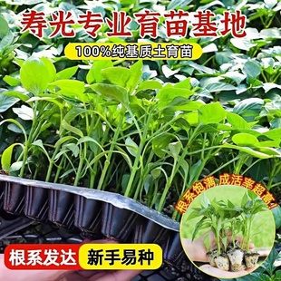 樟树港辣椒苗秧苗正宗湖南小辣椒种子四季盆栽蔬菜苗椒中贵族寿光