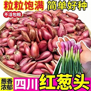 红葱头新鲜小香葱头干火葱做葱油酥农家四季 葱香葱根苗带芽