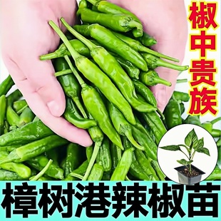 湖南正宗樟树港辣椒苗秧椒中贵族朝天小米辣椒种子香辣阳台带土球