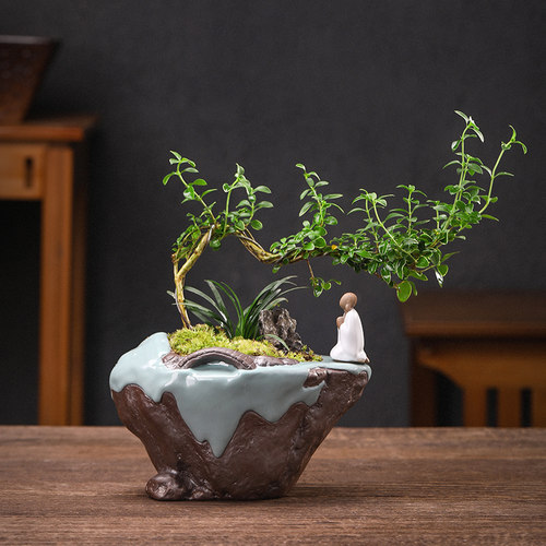 六月雪紫檀盆景室内悬崖式植物造型摆件中式茶室阳台绿植花卉盆栽