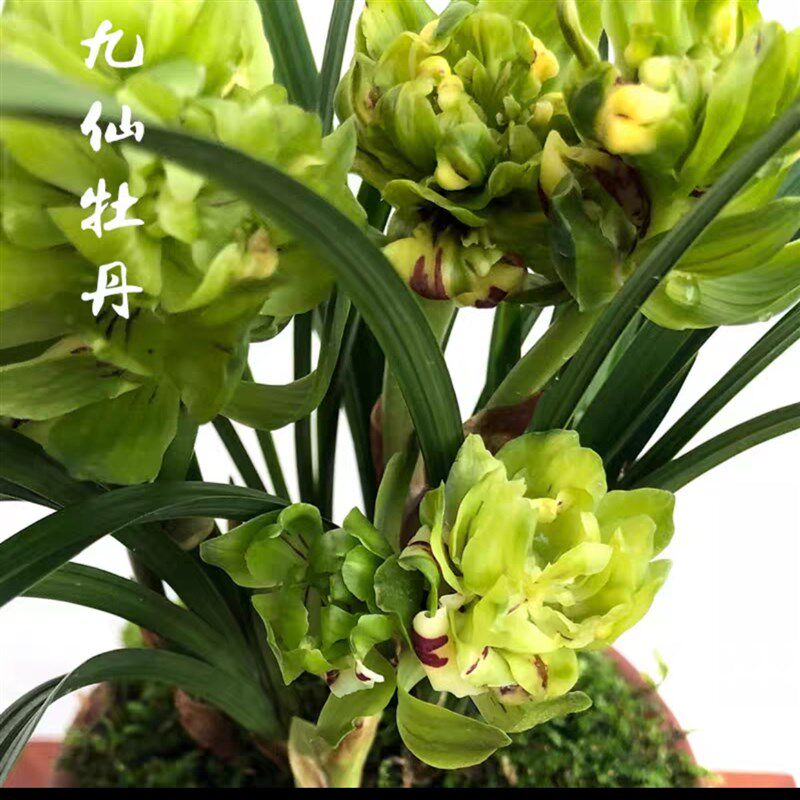【九仙牡丹】春兰奇花传统品种名贵兰花兰草铭品盆栽花卉绿植