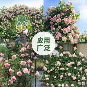 海蒂的花园  月季粉色龙沙宝石花苗爬藤庭院植物藤本花卉园艺盆栽