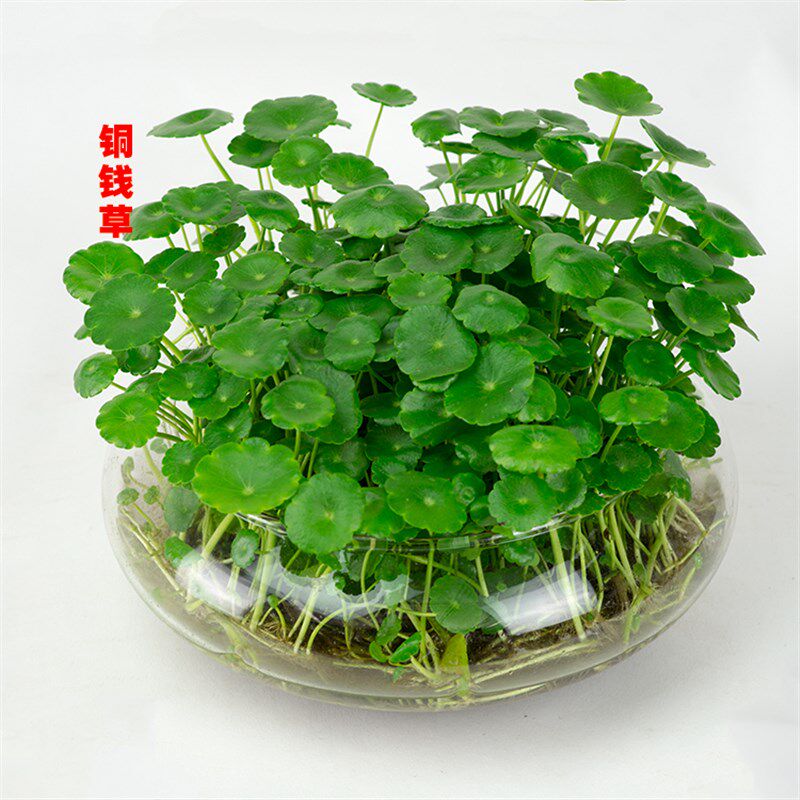铜钱草水培植物室内桌面水养绿植盆栽金钱草三圣花乡园艺仅售成都