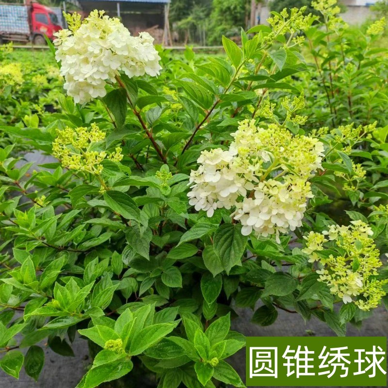 圆锥绣球花苗盆栽花园阳台庭院可种植四季开花原土原盆发货易成活