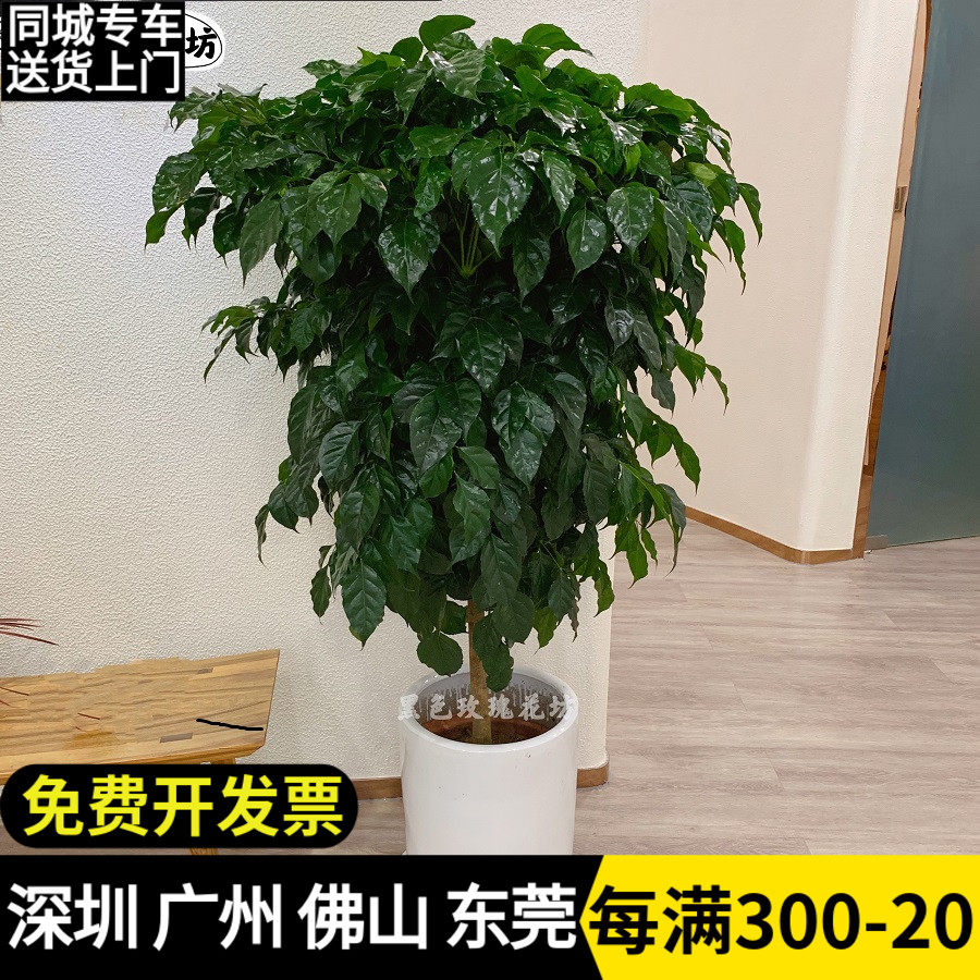 绿宝树 幸福树盆栽 大型绿植客厅花卉办公室绿化植物 净化空气