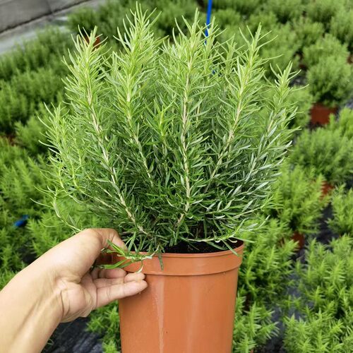 金叶子迷迭香香草植物可食用花卉园多年生常绿室内外庭院阳台盆栽