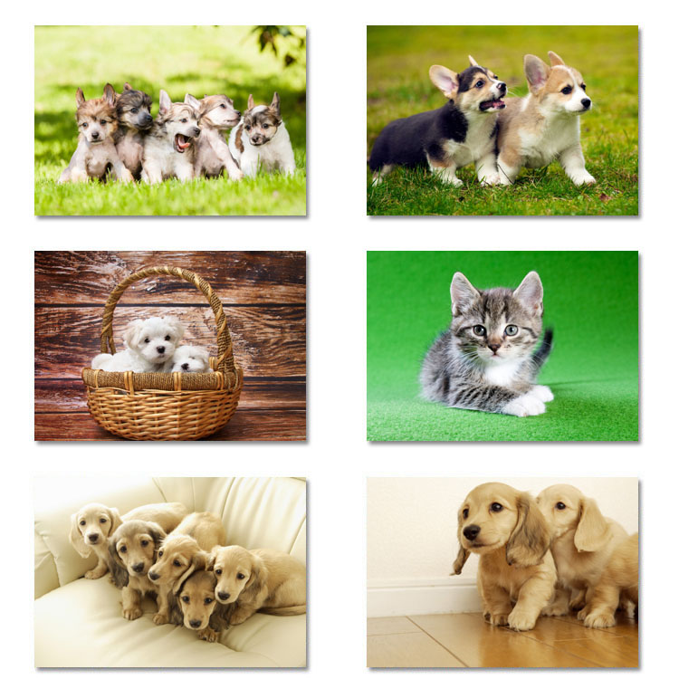 宠物装饰画可e爱动物狗狗猫咪现代简约单幅走廊壁画卧室儿童房挂图片