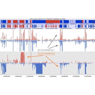 遗传学Chlp seq1对1辅导零基础到精通生信分析服务