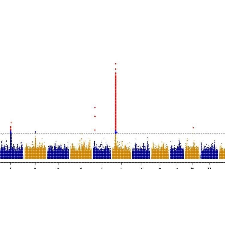 植物生物信息GWAS分析2D3D绘图/单倍型分析构建进化树/生物信息图片