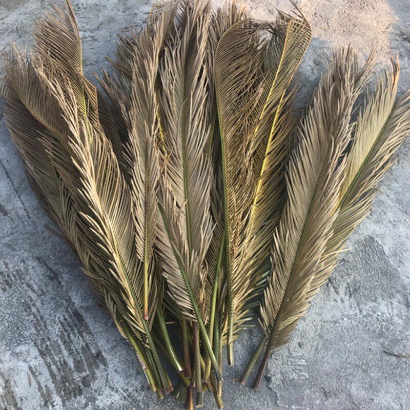 铁树叶干花 10支枯叶子 铁树枯叶婚庆装饰造景布置拍摄道具摆包邮