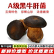 顺丰 包邮 云南牛肝菌新鲜 新鲜黑牛肝菌 肉厚鲜嫩 炒菜炖汤火锅