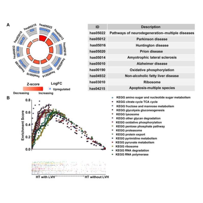 sci生信分析TCGA GEO生信数据挖掘2-5分代做单细胞转录组全套服务