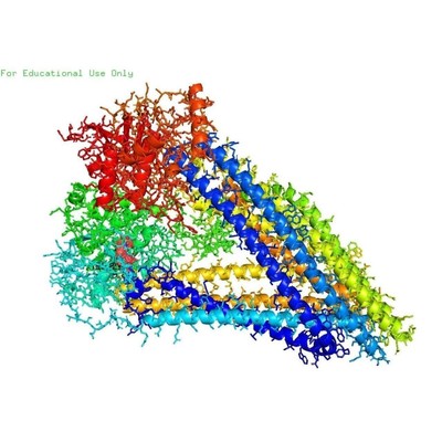蛋白分子对接Discovery Studio分析3D结构2D结构图PyMOL