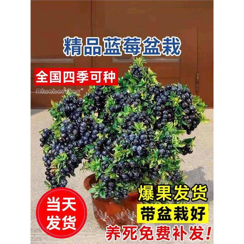 蓝莓树果苗盆栽夏季带果分支暴多