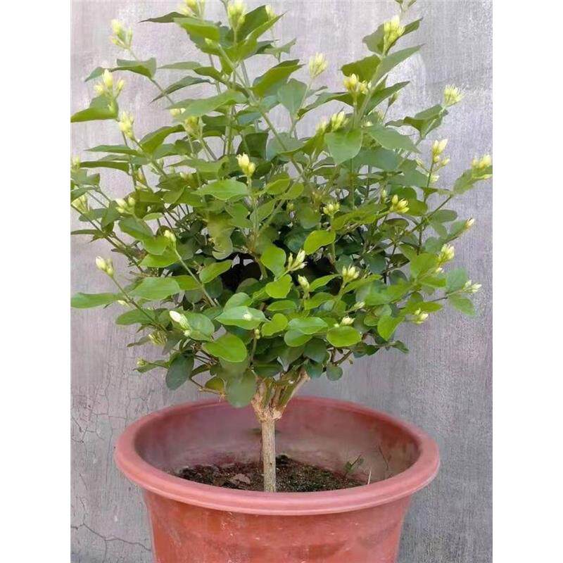 单瓣笔尖茉莉花浓香型独杆