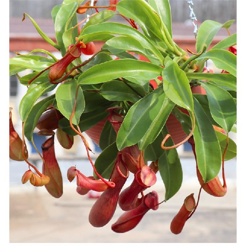 猪笼草植物盆栽垂吊食虫捕蝇草