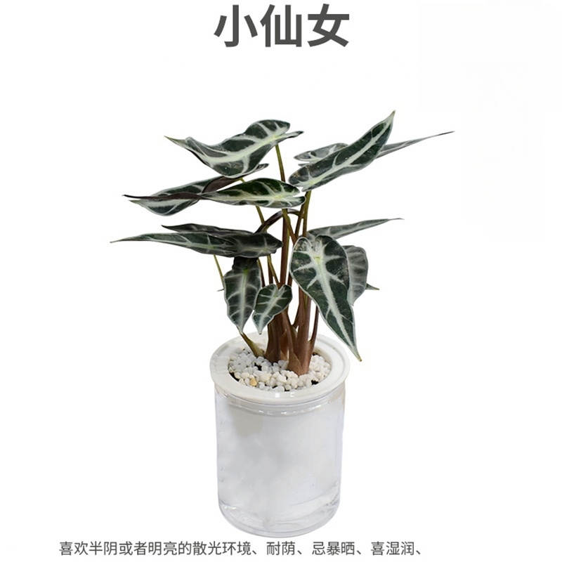 小仙女竹芋水培植物桌面盆栽有氧