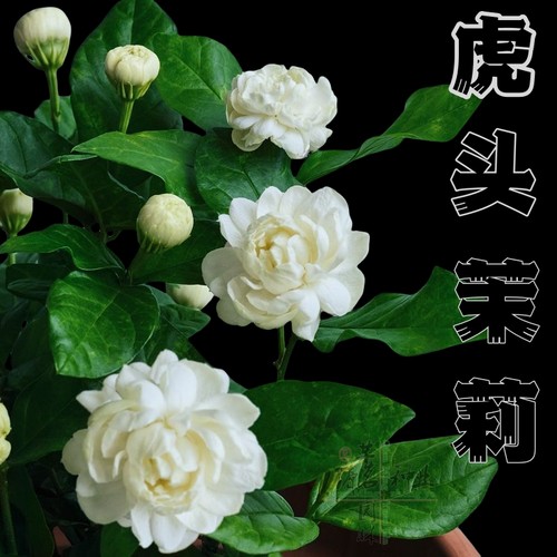 重瓣虎头茉莉花苗盆栽带苞