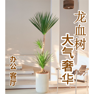 龙须树大型绿植多头黑珍珠