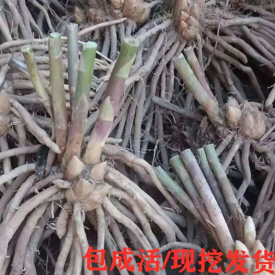 芦笋根苗现挖新芦笋苗三年苗四季种植蔬菜苗田园菜园阳台