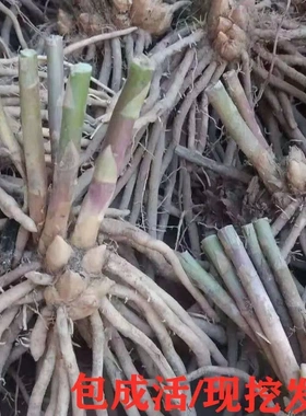 芦笋根苗现挖新芦笋苗三年苗四季种植蔬菜苗田园菜园阳台