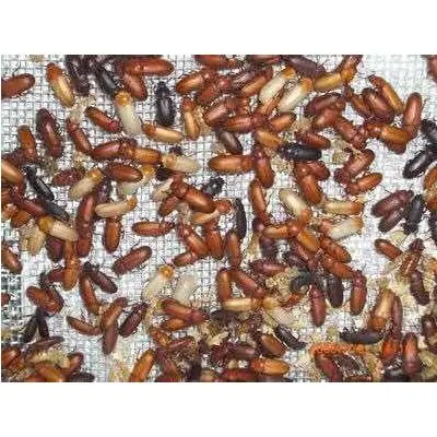 黄粉虫卵 种虫 面包虫 成虫 虫蛹 幼虫 蝎子食物 宠物 鸣虫食物,宠物/宠物食品及用品,宠物相册、明信片等周边,淘宝优惠券,粉丝福利购,淘宝优惠卷