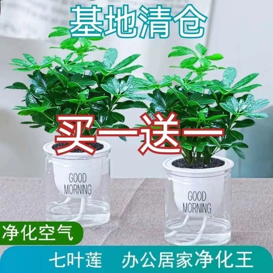 八方来财鸭脚木花卉大全七叶莲特价清仓花土养客厅办公室