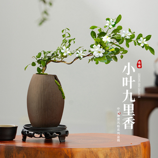 盆景绿植室内办公室桌面盆栽四季 小叶飘枝九里香盆栽新中式 好养活