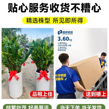 金钱树盆栽客厅大花盆办公室内旺宅大型绿植圆叶摇钱串子落地摆件