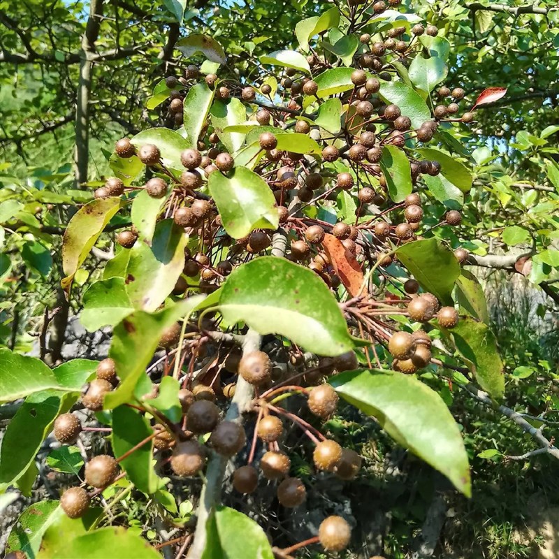 杜梨苗 堂梨盆景树苗海棠梨树嫁接苗砧木耐寒南北方盆栽地载果树